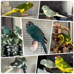 4 Kakariki mannen 2025, Dieren en Toebehoren, Vogels | Parkieten en Papegaaien, Mannelijk, Parkiet