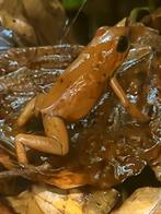 Oophaga Pumilio Bri Bri 0.1.0, Amfibie, 0 tot 2 jaar