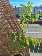 Laurier van 120 cm, Ophalen, Laurier, Minder dan 100 cm