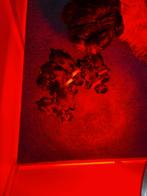 Maltipoo pups, België, Particulier, Overige rassen, 8 tot 15 weken