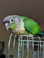 Baby pyrrhura's handtam, Meerdere dieren, Parkiet, Geringd