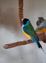 Prachtige natuurbroed Gouldamadine mannen geringd jaar oud, Meerdere dieren, Tropenvogel, Geringd