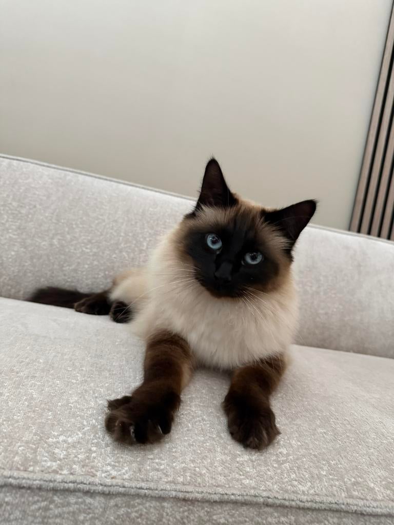 Heilige birmaanXsnowshoe zoekt liefdevol thuis, Dieren en Toebehoren, Kater, Langharig, 3 tot 5 jaar