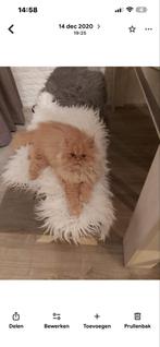 Perzische poes rood lees beschrijving, Poes