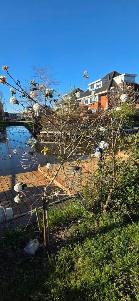Boompje, Tuin en Terras, Planten | Bomen, Ophalen, Zomer, Volle zon, Overige soorten