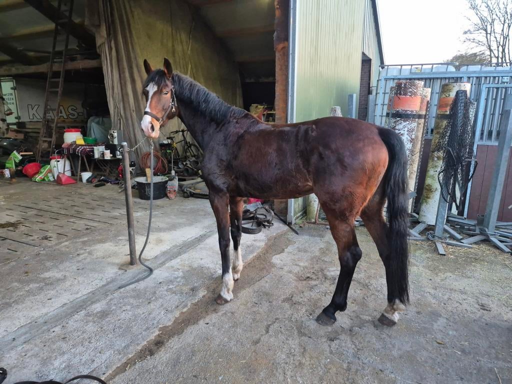 Kwpn menpaard tuigpaard, Merrie