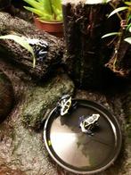 Te koop nakweek Dendrobatus Tinctorius nom, Dieren en Toebehoren, Reptielen en Amfibieën, 0 tot 2 jaar