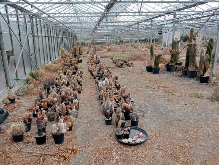 Diverse collectie cactussen te koop, Tuin en Terras, Planten | Tuinplanten, Vaste plant, Overige soorten, Volle zon, Zomer, Ophalen