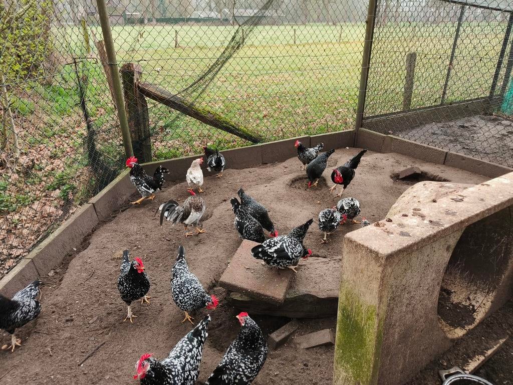 Broedeieren Ancona kriel, zeldzaam, Dieren en Toebehoren, Pluimvee, Meerdere dieren, Kip