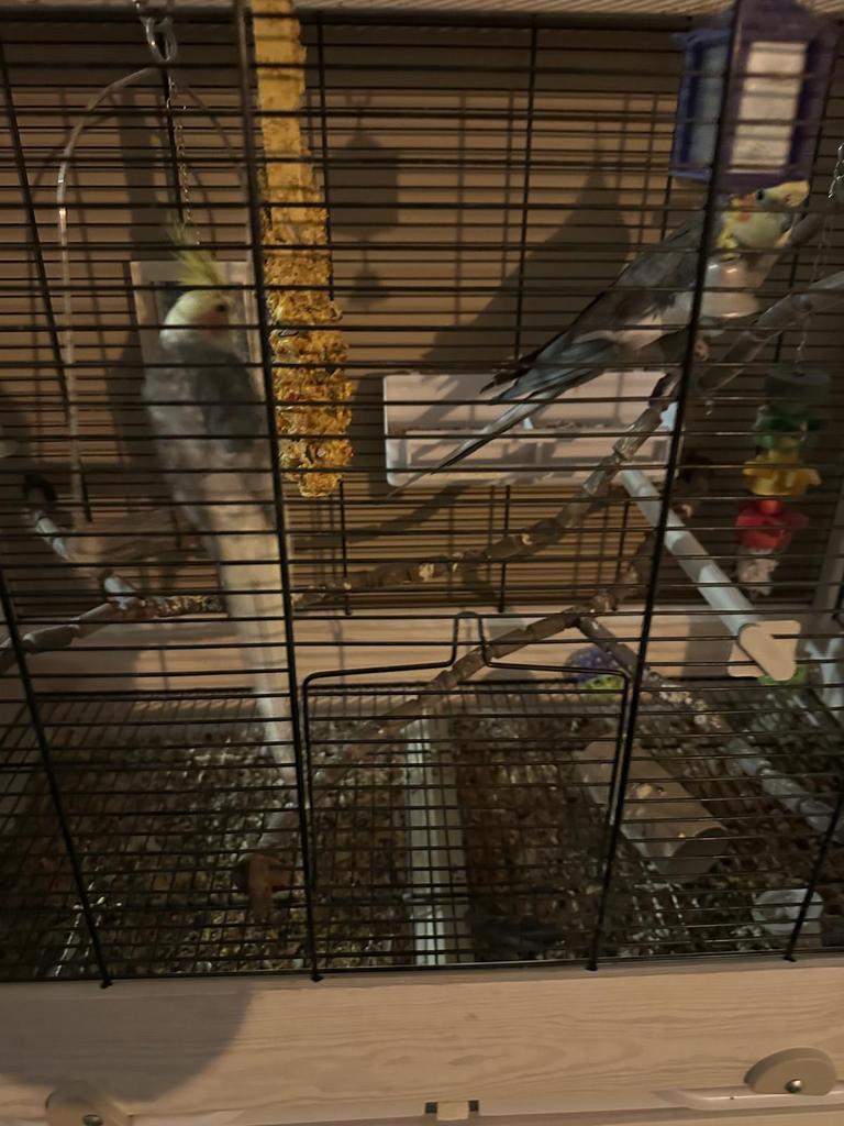 Valkparkiet, Ophalen, Zo goed als nieuw, Metaal, Vogelkooi