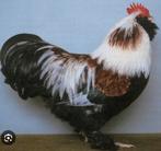 Gezocht: Duitse Faverolle haan, Dieren en Toebehoren, Mannelijk, Kip