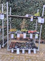 Tuinplanten van hobbykweker.met veel liefde gekweekt., Ophalen, Overige soorten, Halfschaduw