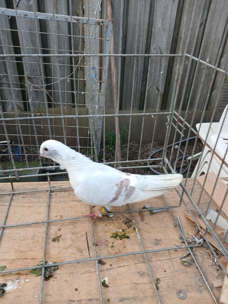 Mannetje duif, Mannelijk, Overige soorten