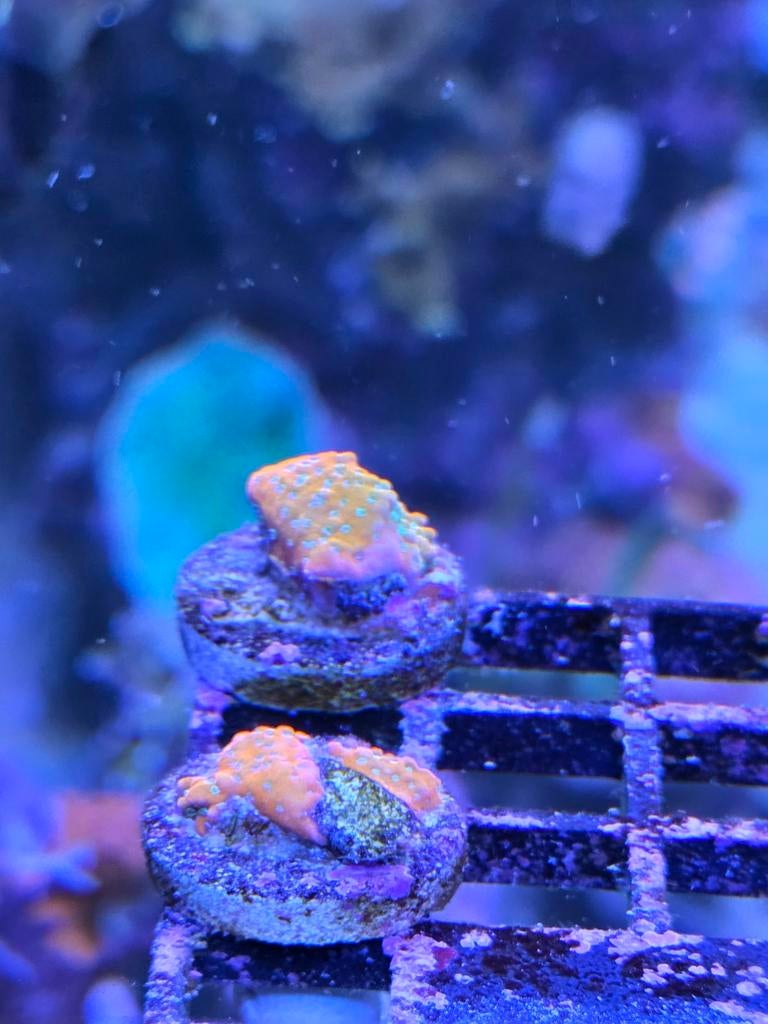 Montipora diverse oa crazyT & Goldrush!, Dieren en Toebehoren, Ophalen, ., Plant(en), Steen of Hout, Nieuw