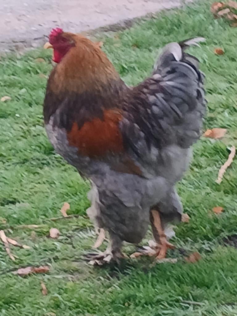 Brahma broedeieren speciale kleur, Geslacht onbekend, Kip