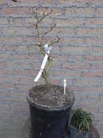 Bonsai: Acer palm. (zaailingen), Tuin en Terras, Planten | Bomen, Ophalen, Bloeit niet, Halfschaduw, Overige soorten