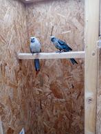 Mooie blauwe penanten tekoop, Mannelijk