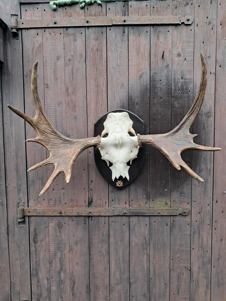 Prachtig Eland Gewei – Statement Piece - landelijk, Verzamelen, Dierenverzamelingen, Zo goed als nieuw, Gewei of Kop, Hert, Ophalen