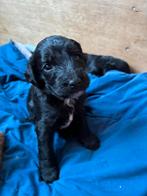 Prachtig nest medium Australian labradoodle pups, 8 tot 15 weken, Parvo, Meerdere, Meerdere dieren