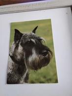 SCHNAUZER.  HOND, Ophalen of Verzenden, Overige thema's