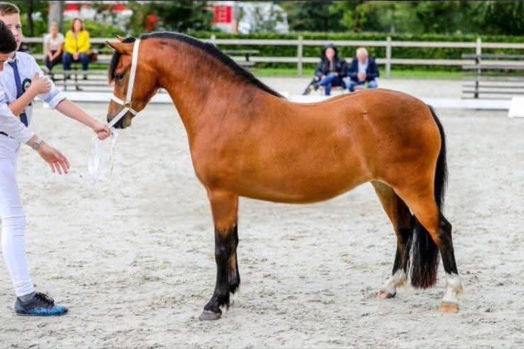 Kinderpony B Welsh ster merrie 5 jaar, Dieren en Toebehoren, Merrie, Springpony, 3 tot 6 jaar, B pony (1.17m tot 1.27m)