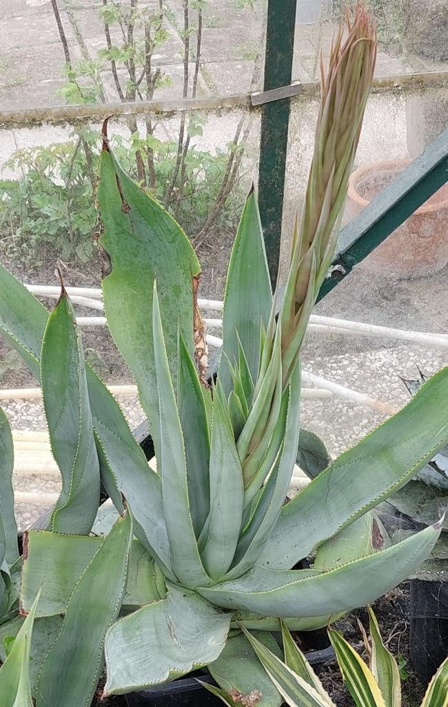 Agave obscura in bloei, Tuin en Terras, Planten | Tuinplanten, Overige soorten, Volle zon, Vaste plant, Ophalen of Verzenden