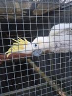 Kleine geelkuifkaketoe man, Mannelijk, Parkiet, Geringd