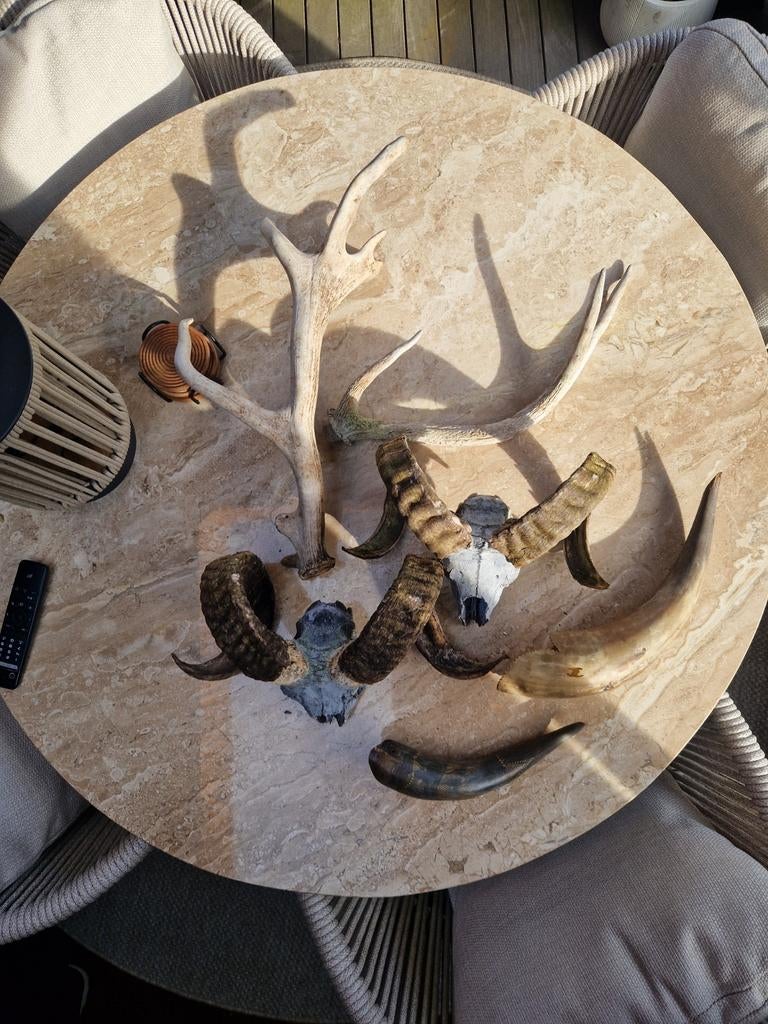 Diverse geweien, schedels en hoorns - Decoratie, Ophalen of Verzenden, Gebruikt, Wild dier, Gewei of Kop