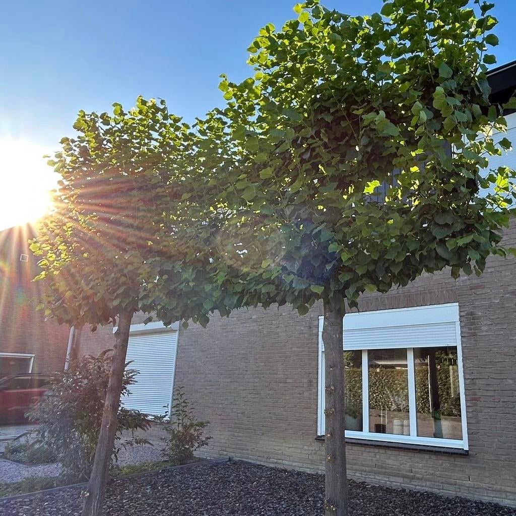 Twee leibomen, Bloeit niet, Leiboom, 250 tot 400 cm, Ophalen