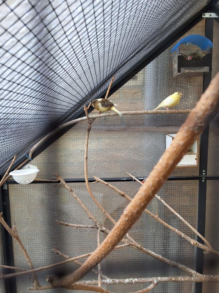 Twee jonge kanaries, Meerdere dieren, Geringd