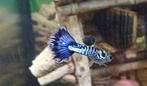 Galaxy blue tail guppy s, Vis, Zoetwatervis