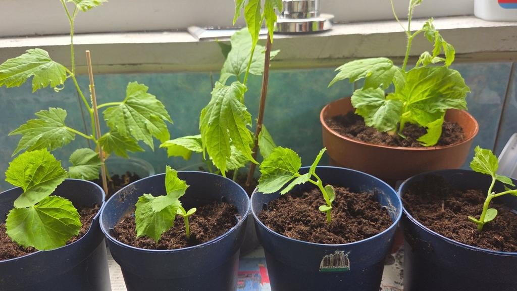 Karala sopropo groenten plantjes, Tuin en Terras, Planten | Tuinplanten, Ophalen of Verzenden