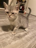 2 britishe korthaar/langhaar te koop (prijs per kitten), Dieren en Toebehoren, Katten en Kittens | Raskatten | Langhaar, Meerdere dieren
