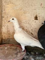 Postduif doffer gezocht, Dieren en Toebehoren, Mannelijk, Postduif