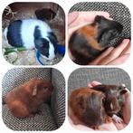 Schattige, jonge cavia's,beertjes,zeugjes,reserveren,vervoer, Dieren en Toebehoren, Cavia, April, Meerdere dieren, Tam
