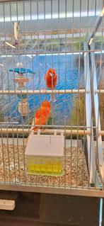 Prachtige rode kanaries, Dieren en Toebehoren, Meerdere dieren, Kleurkanarie