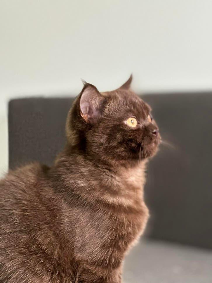 Britse kortehaar, Meerdere dieren, Ontwormd, 0 tot 2 jaar