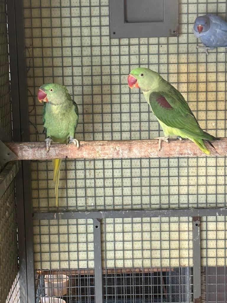 Alexander wildkleur split lutino x wildkleur 2025 geringd, Meerdere dieren, Parkiet, Geringd