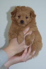 Pomapoo, kruising pomeriaan x poedel pup, Parvo, Overige rassen, 8 tot 15 weken, Teef