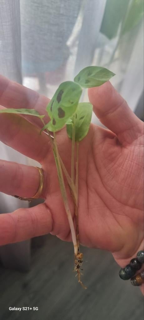 Marantha Testunidea pup, Ophalen of Verzenden, Volle zon