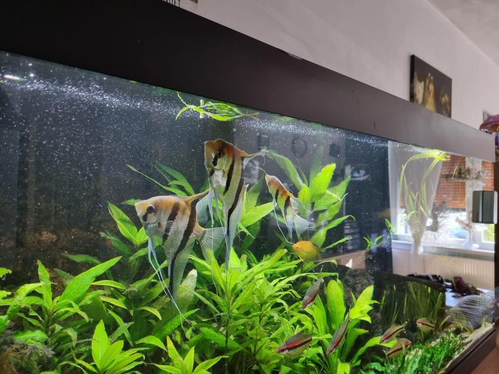 2 maanvissen, Dieren en Toebehoren, Vissen | Aquariumvissen, Vis