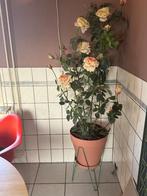 Zijde kunstplant inclusief pot, Ophalen, Gebruikt, Binnen