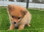 TE KOOP DWERGKEES PUP (pomeriaan), Parvo, Nederland, Keeshond, Reu