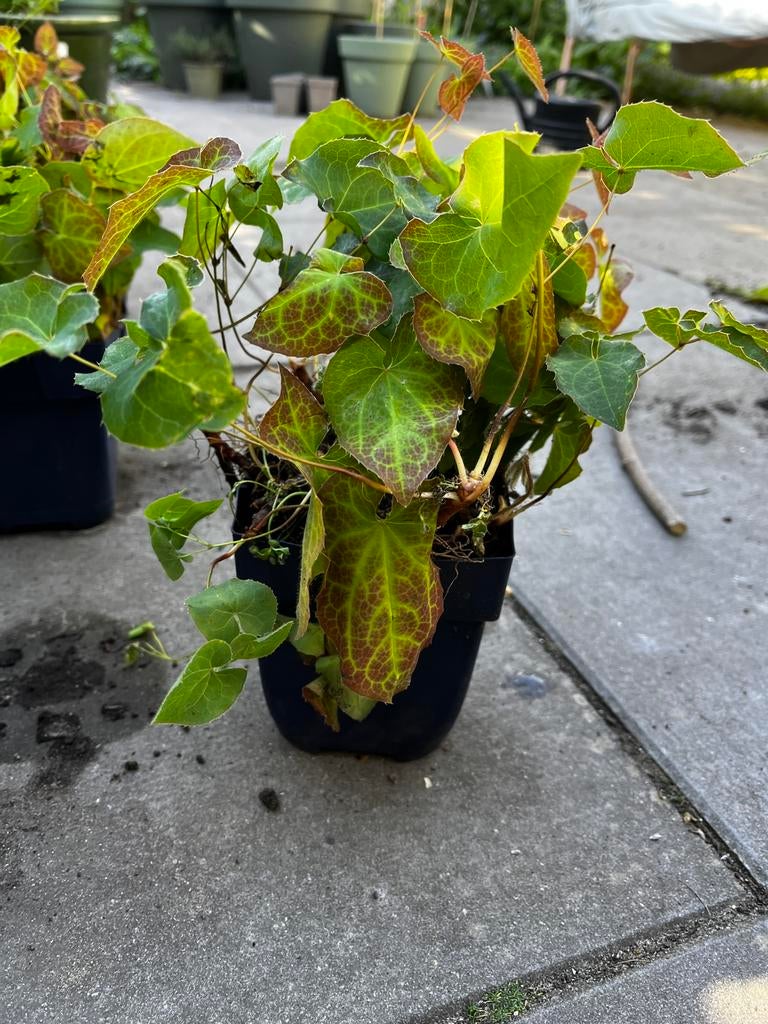 Tuinplant border elfenbloem bodembedekker onderhoudsvrij, Tuin en Terras, Planten | Tuinplanten, Ophalen of Verzenden, Halfschaduw