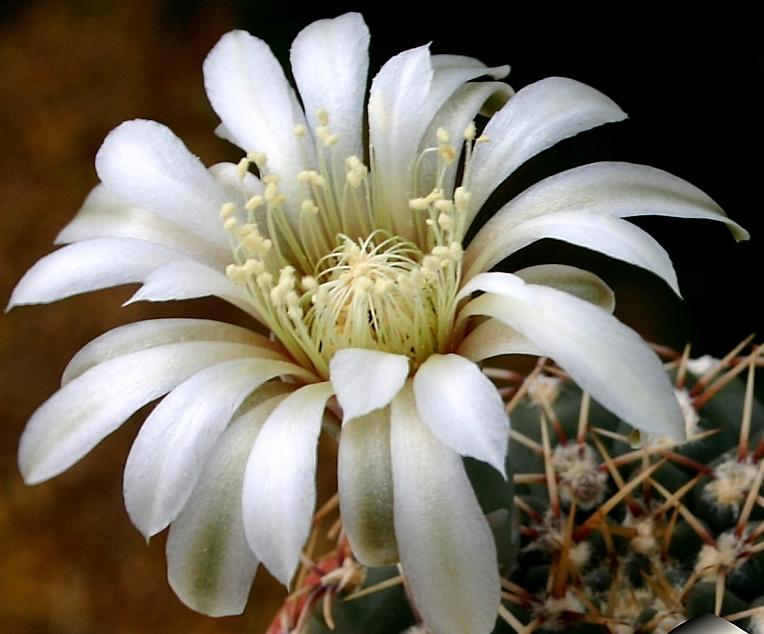 cactus - Gymnocalycium bruchii var. matznetteri, Huis en Inrichting, Kamerplanten, Verzenden, Cactus, Volle zon, Minder dan 100 cm