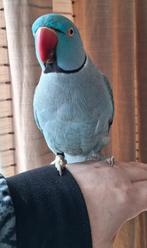 Goed tehuis gezocht voor onze Blue, Dieren en Toebehoren, Vogels | Parkieten en Papegaaien, Mannelijk, Parkiet, Tam