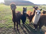 Zwartbonte jonge alpaca hengstje, Dieren en Toebehoren, Mei, Mannelijk