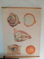 Oude schoolplaat opticien, Ophalen of Verzenden, Natuur en Biologie