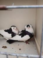 Felegyhazer duif, Dieren en Toebehoren, Meerdere dieren