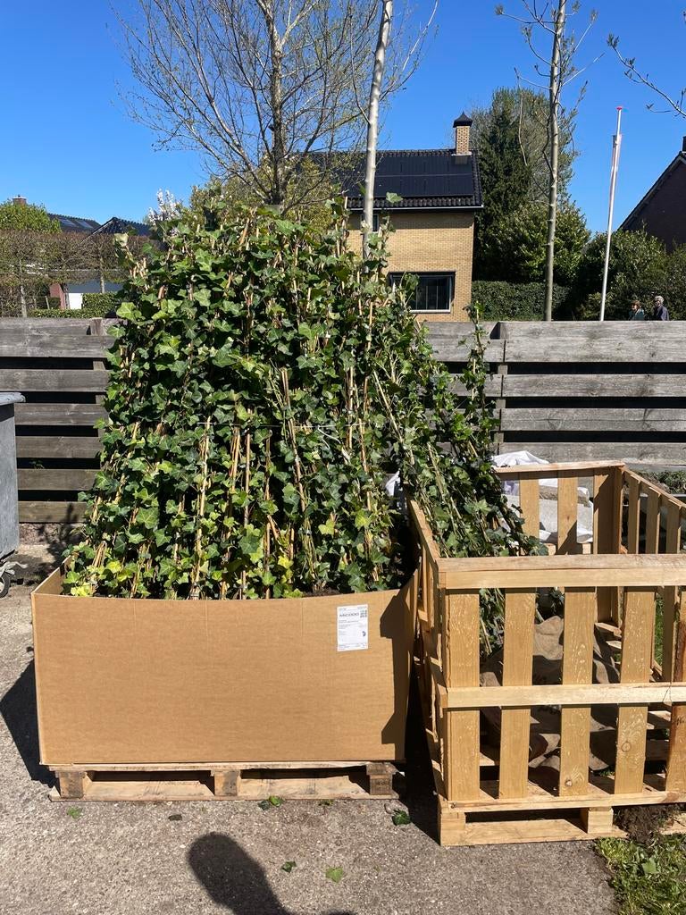 Hedera Helix - Klimop voor een groene afscheiding, Tuin en Terras, Planten | Tuinplanten, Vaste plant, Ophalen of Verzenden, Bloeit niet